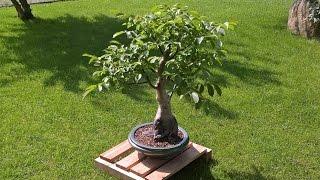 Walnut Bonsai - Juglans Regia - Impossible tree