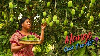 So many Mangoes in the tree Cook It or Not indeed you may eat them in raw  Traditional Me