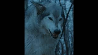 Dire Wolf sound effects