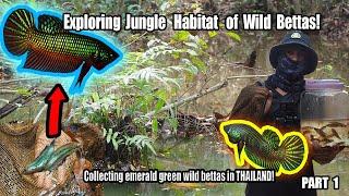 Catching WILD BETTAS in their natural habitat in eastern Thailand on the hunt for the Emerald betta