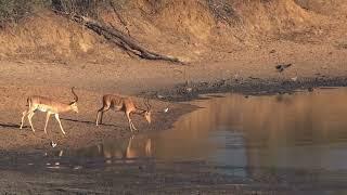  Nervous Impalas Drink at Waters Edge  Kruger National Park 