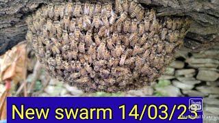 New swarm Apis cerana indica 14 March 2023 beekeeping 101david