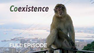 The Last Wild Monkeys in Europe  Coexistence  BBC Earth