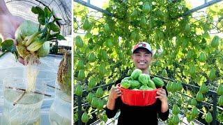 Growing Chayote from fruit bought at the supermarket many fruits and easy