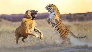 Может ли Кангал Победить Тигра Льва или Ягуара в Бою Один На Один?