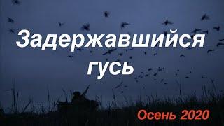 Задержавшийся гусьОчень многоОхота на гуся осенью