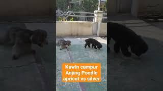 Perpaduan Anjing poodle silver dan Apricot...anaknya silver dan hitam #poodle #anjinglucu #doglover