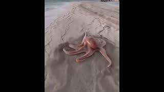 The octopus moves on land  Octopus video Tik tok meme #shorts