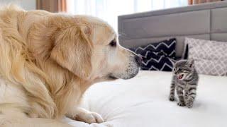 Golden Retriever Meets New Tiny Kitten for the First Time
