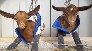 Goats of Anarchy farm helps baby goats
