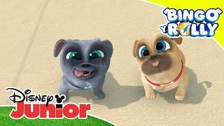 Bingo y Rolly Los pugs exploradores  Disney Junior Oficial