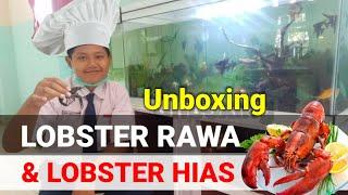 Unboxing Lobster 4 dan 5 inch dan Lobster Hias 40 ekor