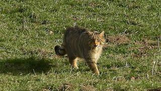 European Wildcat HD