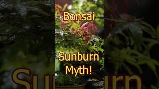 Watering bonsai in sun causes sunburn of the leaves
