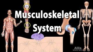 Overview of the Musculoskeletal System Animation