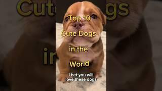 Top 10 cute dogs in the world  दुनिया के 10 सबसे प्यारे कुत्ते  #shorts #dog #cute