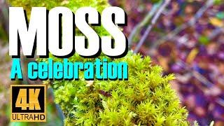 Moss A celebration. A bonsai enthusiast raves about humble moss.