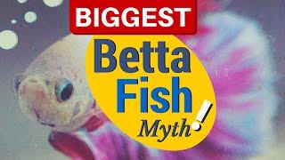 Debunking the Biggest BETTA FISH Myths