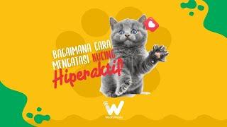 Bagaimana Cara Mengatasi Kucing Hiperaktif?  WookuTalk drh. Nurul Anjar Episode 8