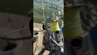 Alligator Gar Fishing In High Winds