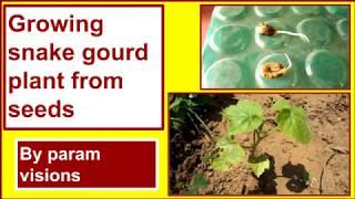 Growing snake gourd plant from seeds  Germinating snake gourd plant from seeds