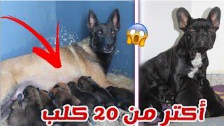 مايمكنش  ولدو ليا 2 كلبات فنهار واحد malinois  Bulldoge Francais