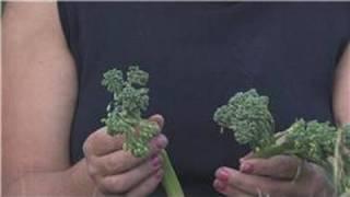 Edible Gardening  How to Plant Broccolini