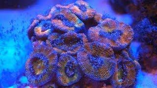 Acans Open and Feed Timelapse -Red Acanthastrea