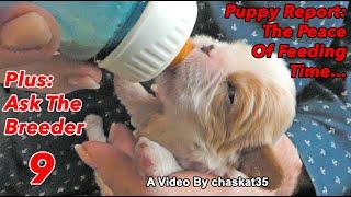 Puppy Report The Peace Of Feeding Time ... Plus Ask The Breeder 9