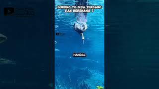 Burung yg pandai berenang dan bisa terbang ? biguatinga #feedshorts #faktaunik #shortvideo #burung