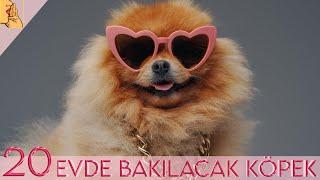 Evde ve Apartmanda Bakılabilecek 20 Zeki Köpek Cinsi #köpek  #dog  #evdebakilacakköpekler