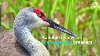 Florida birds Sandhill cranes the signal of springtime are protected