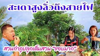 สะเดาสูงลิ่ว ปลูกเต็มสวน ชอบทั้งบ้าน #บ้านสวนกำภูEp1069