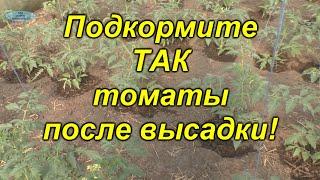 Важная подкормка томатов после высадки не пропустите