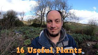 16 Useful Easy to Grow Plants in Your Garden