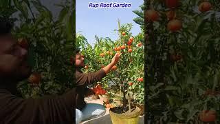 Orange on my rooftop#SweetChinaOrange#Shortsvideo#Youtubeshorts #Gardening#RooftopGarden#Viral