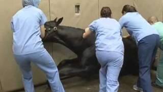 Anesthetizing the Horse