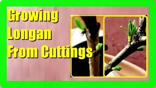 Unlock the Secret to Growing Longan from Cuttings Easily