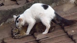 Domestic Cats mating part 3