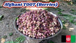 Afghanistan TOOT June - 12th - 2020  Afghan Village Fresh Berries Fruits