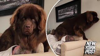 200-lb. Newfoundland dog is ‘sofa’-king big  New York Post