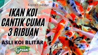 Ikan Koi Blitar Harga Murah  Ahsanul Kopral Koi Blitar