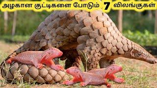 அழகான குட்டி விலங்குகள்  Seven Cutest Pets You Can Legally Own  Tamil Info Share