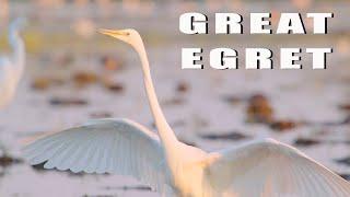 Great Egret bird with a huge wound