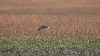 Hunting Behavior of the Northern Harrier Slow-motion