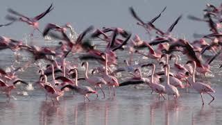 Flamingos in Etosha National Park lesser and greater flamingos