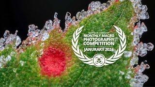 Macro Photography Competition JANUARY 2024