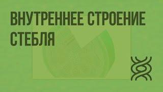 Внутреннее строение стебля