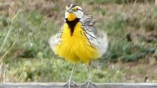 Meadowlark bird call  song  sounds  Eastern