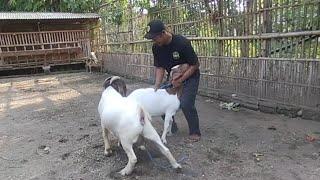 Traditional boer goat crosses with young goat in village farm  Goat Farming in village